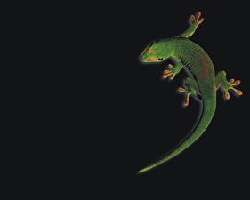 Picture Reptiles Black background animal