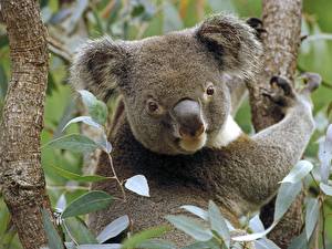Fotos Bären Koalas Tiere