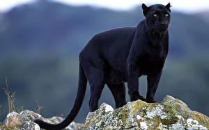 Fondos de escritorio Grandes felinos Pantera negra un animal