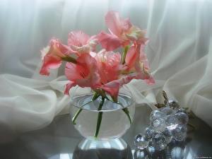 Images Gladiolus Flowers