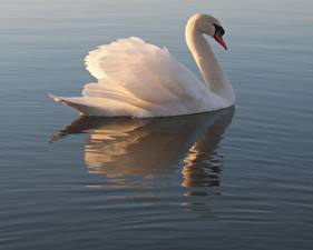 Images Birds Swans animal