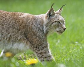 Desktop wallpapers Big cats Lynx Animals