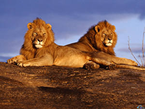 Bakgrunnsbilder Store kattedyr Løve To 2 Dyr