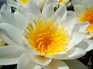 Bakgrunnsbilder Hvite nøkkeroser Nærbilde Blomster