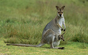 Bureaubladachtergronden Kangoeroe een dier