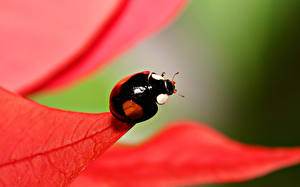Photo Insects Ladybugs