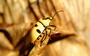 Hintergrundbilder Insekten Käfer