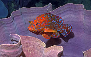 Sfondi desktop Mondo sottomarino Pesce Animali