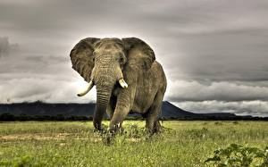 Pictures Elephants animal