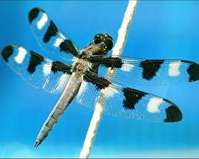 Desktop hintergrundbilder Insekten Libellen ein Tier