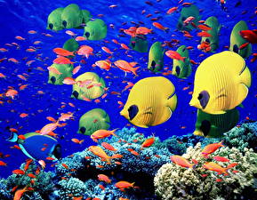 Sfondi desktop Mondo sottomarino Pesce animale