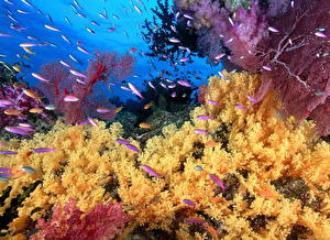 桌面壁纸，，海底世界，珊瑚，