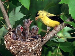 Sfondi desktop Uccello Il nido Animali