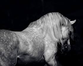 Pictures Horse Black background Animals