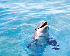 Фотографии Дельфины