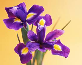 Fondos de escritorio Iris flor