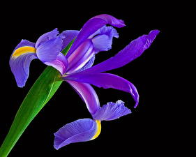 Pictures Irises Flowers