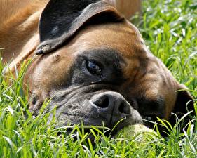 Bureaubladachtergronden Honden Boxer (hond) Dieren
