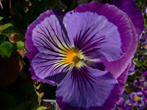 Bureaubladachtergronden Driekleurig viooltje bloem