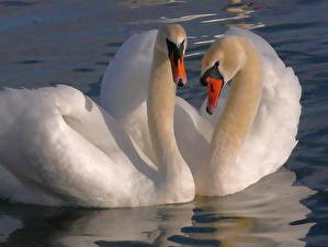 Image Bird Swans