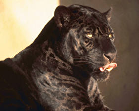 Bureaubladachtergronden Pantherinae Zwarte panter een dier
