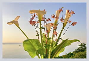 Fotos Calla palustris Blumen