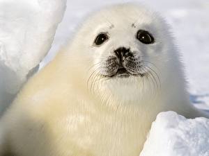 Photo Seals Animals