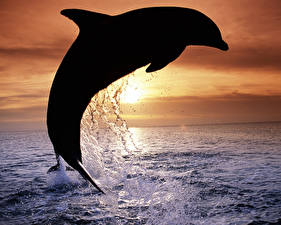 Pictures Dolphins Silhouette animal