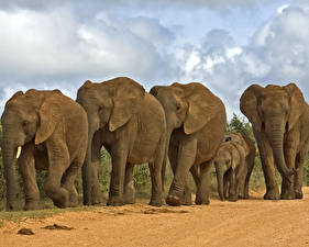 Fotos Elefant ein Tier