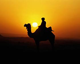 Bureaubladachtergronden Kamelen Silhouet Zon een dier