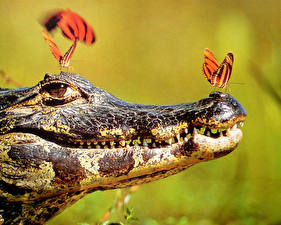 Hintergrundbilder Krokodile ein Tier