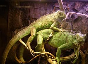 Pictures Reptiles animal