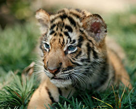 Tapety na pulpit Wielkie koty Tygrys azjatycki Młoda Zwierzęta