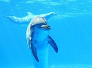 Hintergrundbilder Delfine