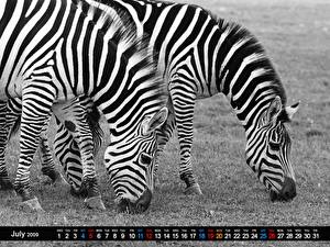 Fotos Zebras ein Tier