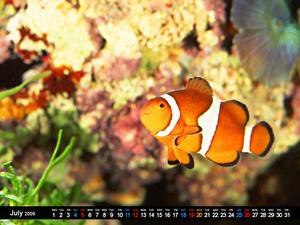 Sfondi desktop Mondo sottomarino Pesci Animali