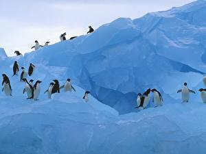 Картинка Пингвины Животные