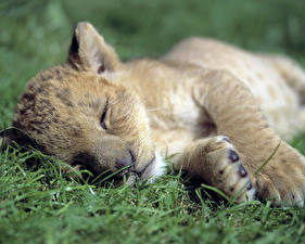Fotos Große Katze Löwen Jungtiere Tiere