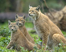 Bureaubladachtergronden Pantherinae Lynxen