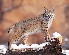 Image Big cats Lynxes animal