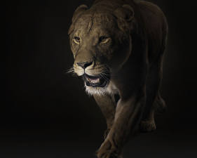 Fonds d'écran Fauve Lions Fond noir Animaux