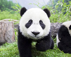 Bakgrunnsbilder Bjørner Panda