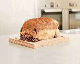 Bakgrundsbilder på skrivbordet Hund Bröd Mops Humor