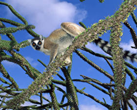 Bureaubladachtergronden Lemuren een dier