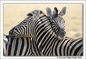 Bureaubladachtergronden Zebra's