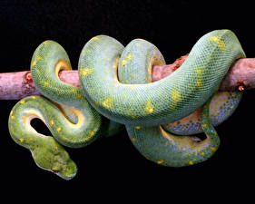 Pictures Snakes Black background Animals