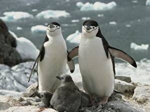 Fotos Pinguin