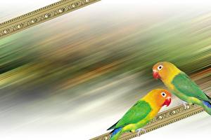 Hintergrundbilder Vögel Papagei