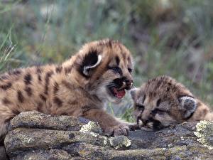 Bilder Große Katze Pumas Jungtiere Tiere