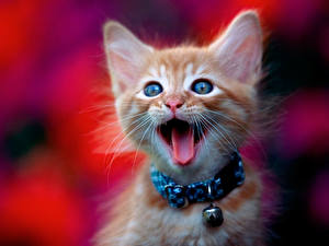 Photo Cats Kittens Colored background Tongue animal